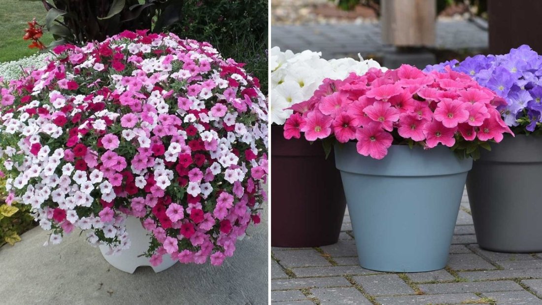 Petunia Paradise: How to Grow Petunias from Seeds – Complete Guide with Full Updates