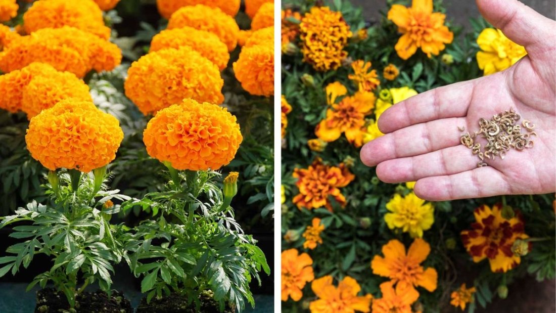 Golden Blossoms: How to Grow Marigolds from Seeds – Complete Guide with Full Updates