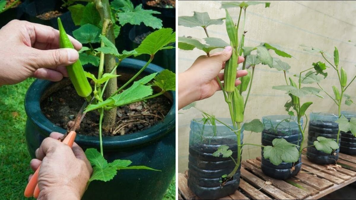 Grow Fresh Okra at Home: A Complete Pot Gardening Guide with 100-Day Updates