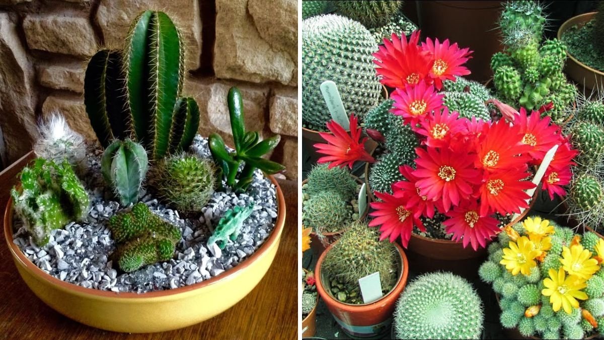 Desert Jewels in Full Glory: How to Grow Cacti That Bloom Beautifully at Home