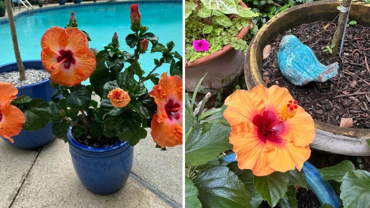Unstoppable Hibiscus Blooms: The Ultimate Guide to Prepare Your Plants for Massive Flowering (With Full Updates)