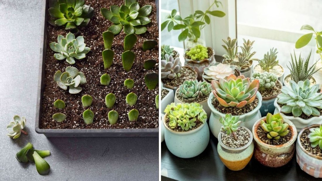 Effortless Succulent Propagation: How to Grow Beautiful Succulents From Cuttings (With Full Updates)