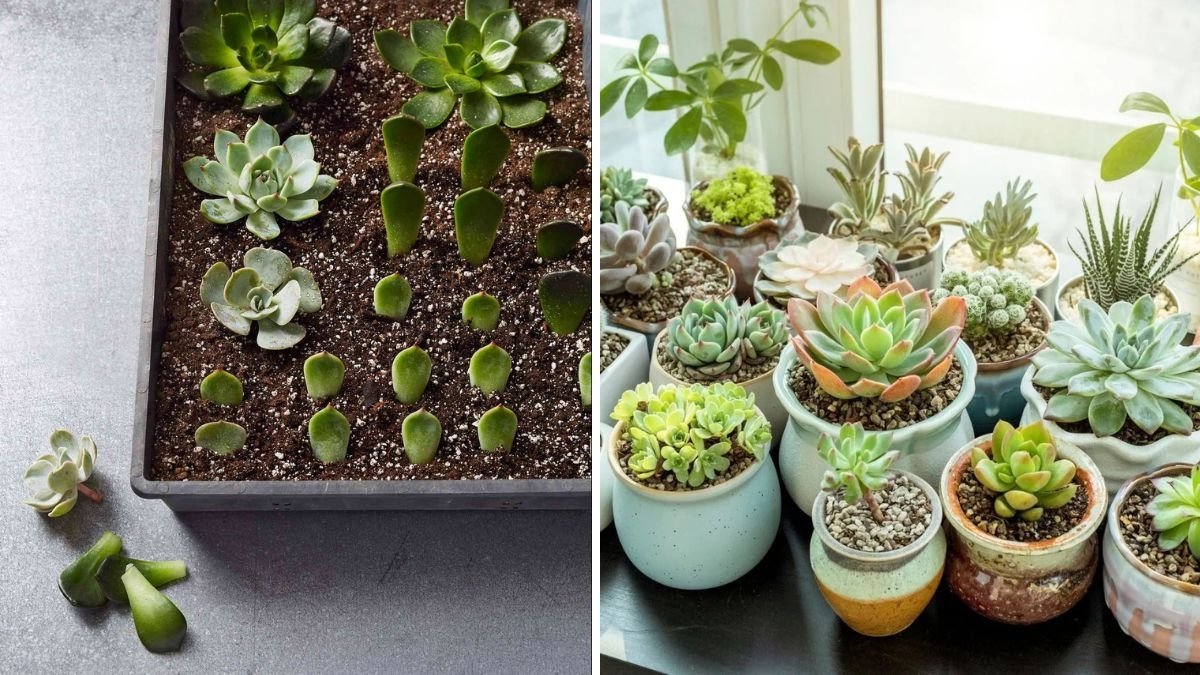 Effortless Succulent Propagation: How to Grow Beautiful Succulents From Cuttings (With Full Updates)