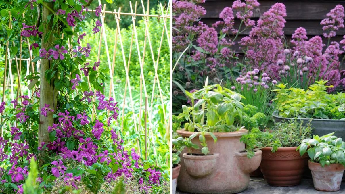 How to Grow Flowering Vines in Pots and Harvest 200+ Blooms Every Day