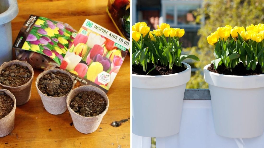 The Fast and Easy Way to Grow Flower Bulbs in Containers: A Complete Guide
