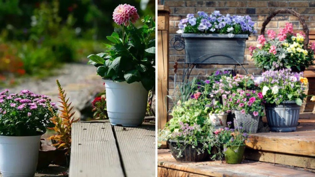 Proven Method to Get 900% More Flowers on Your Plants: 100% Success Guide