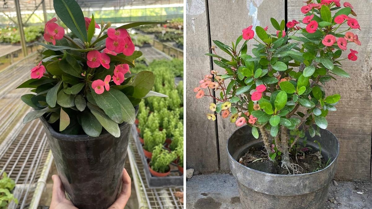 Grow Crown of Thorns (Euphorbia Milii) from Cuttings: Fast, Easy, and 100% Success