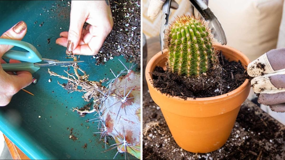 Save Your Rotting or Dying Cactus – 100% Sure Method to Bring It Back to Life!