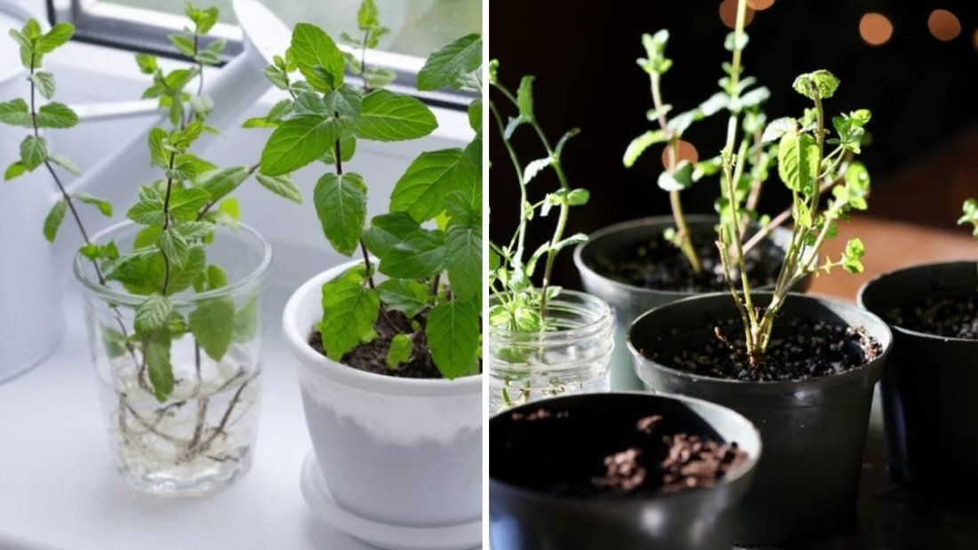 Grow Fresh Mint From Cuttings – Easiest Method for Beginners With Step-by-Step Updates!