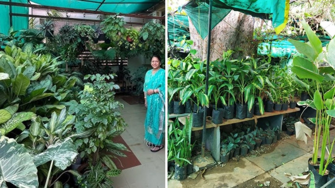 Nani Maa’s Beautiful Garden Tour – A Heartwarming Walk Through Nature’s Paradise