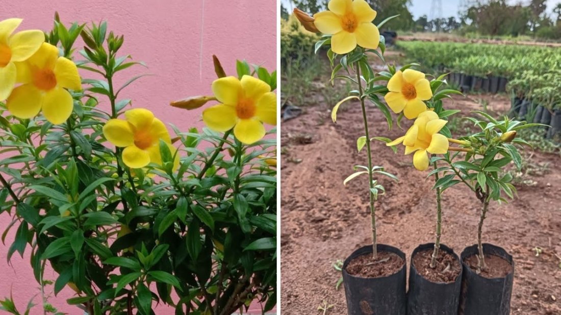 Grow Allamanda Plant Fast & Easy – Complete Care Tips for a Blooming Paradise!