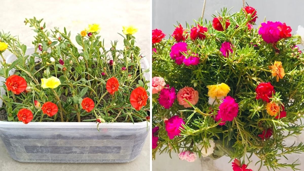 Bloom Explosion: The Simple Trick to Multiply Your Portulaca/Moss Rose Flowers Instantly!