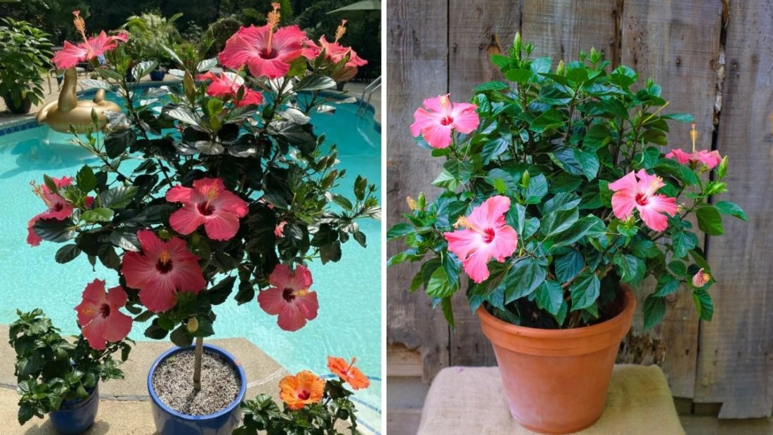 Grow Hibiscus Like a Pro: Complete Guide to Lush Blooms & Healthy Plants (Full Tips Inside)