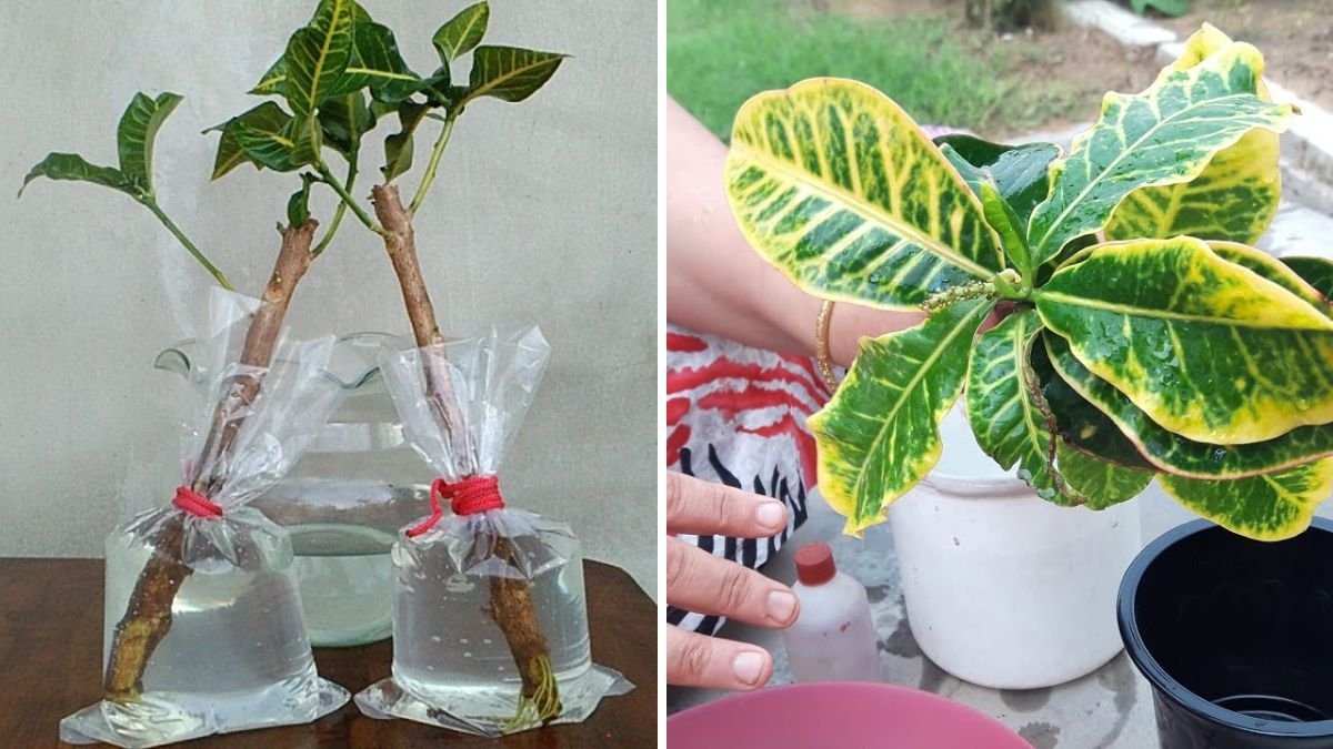 Grow Croton From Cuttings Fast & Easy: Complete Step-by-Step Guide for Beginners