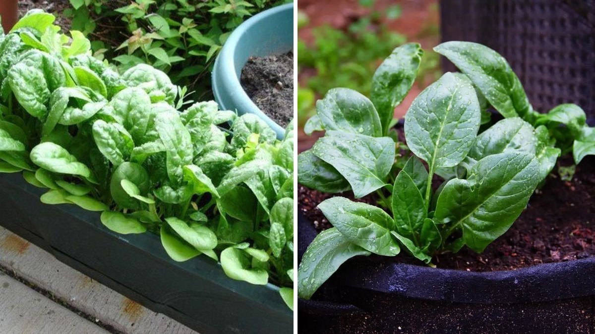 Grow Endless Spinach at Home: The Ultimate Beginner-Friendly Guide to Fresh, Organic Greens