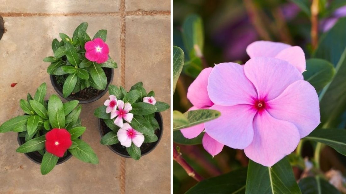 Secret Formula for Heavy Flowering on Vinca (Sadabahar): Grow Bushy, Blooming Plants All Year!