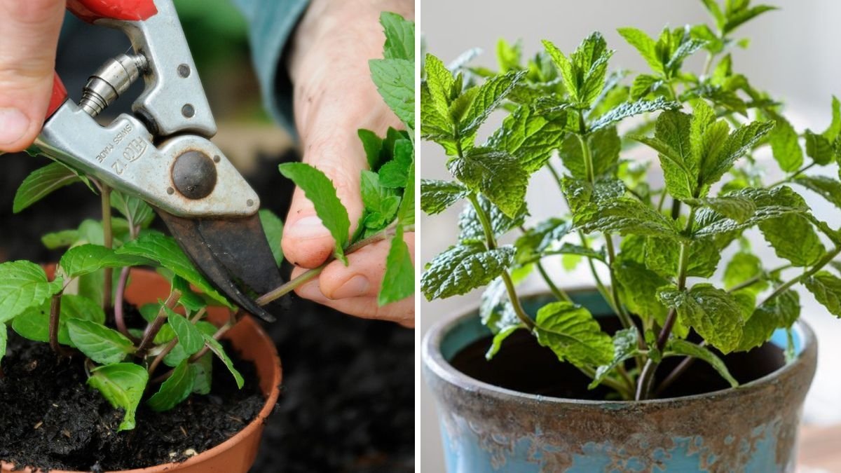Grow Endless Mint at Home: The Ultimate Step-By-Step Guide to Propagating Mint from Cuttings (With Full Updates)