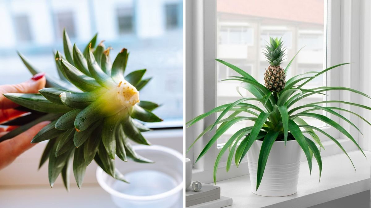 Grow Sweet Pineapples at Home: The Ultimate Step-by-Step Guide for Beginners (Fast & Easy Method)