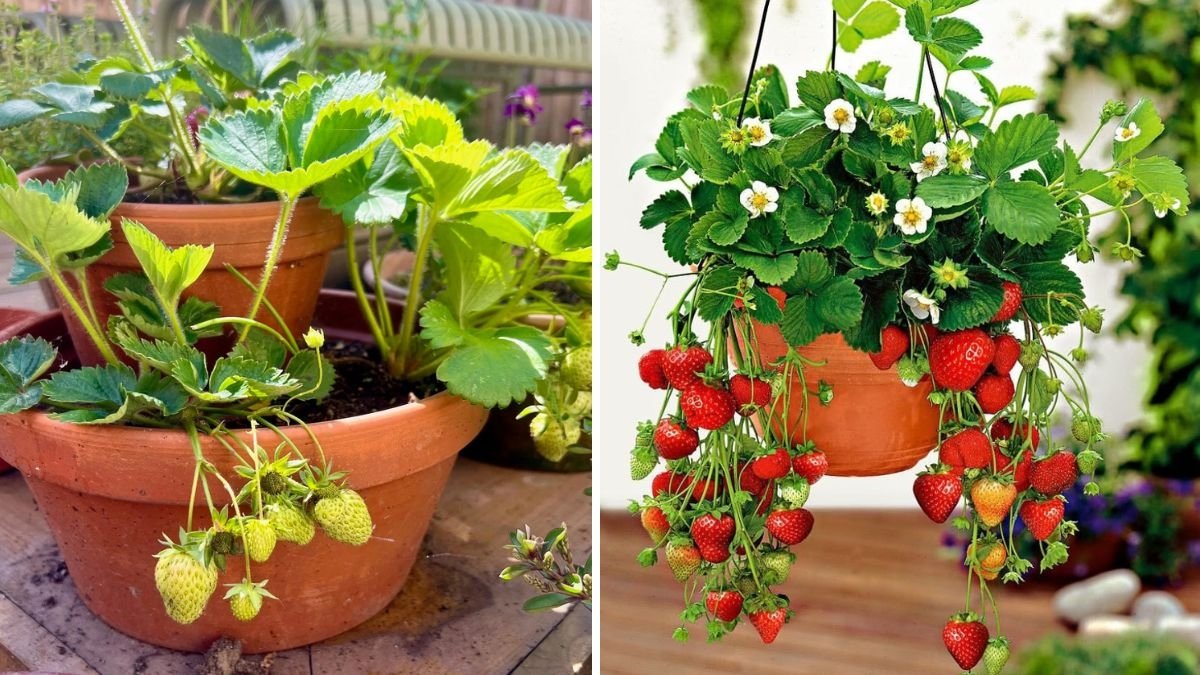 Grow Juicy Strawberries at Home: Complete Guide to Planting, Care & Heavy Harvests