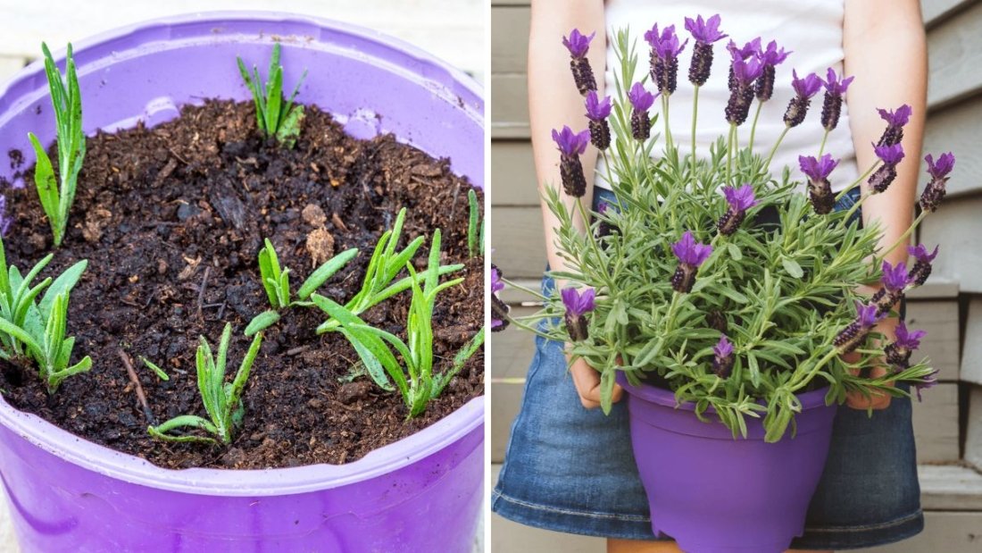 Grow Lavender at Home Effortlessly: A Complete Quick & Easy Guide