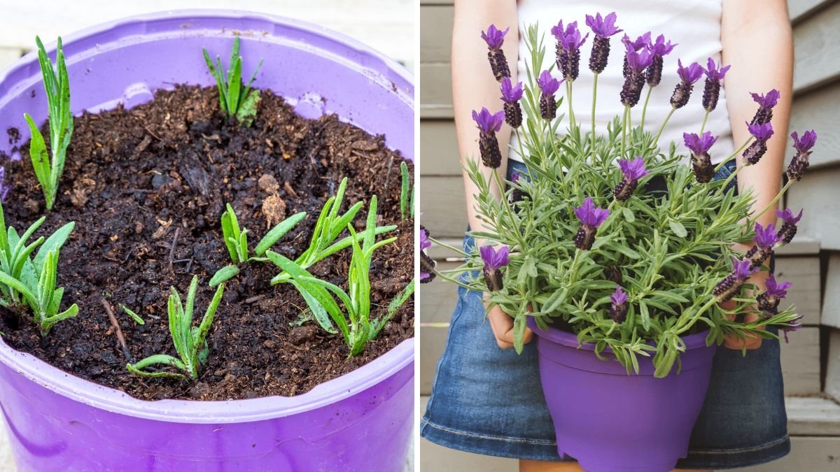 Grow Lavender at Home Effortlessly: A Complete Quick & Easy Guide