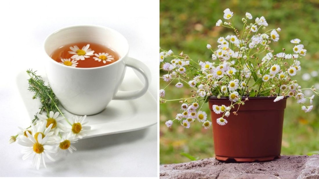 Grow Chamomile from Tea Bags at Home: Quick, Easy, and Rewarding!