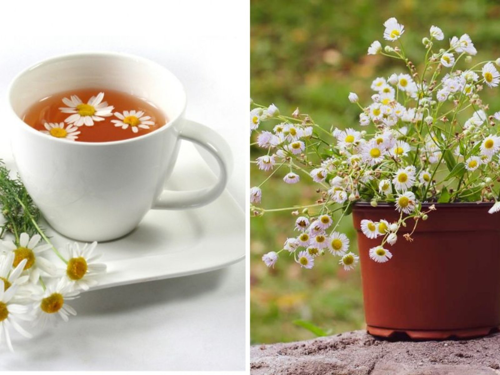 Grow Chamomile from Tea Bags at Home: Quick, Easy, and Rewarding!