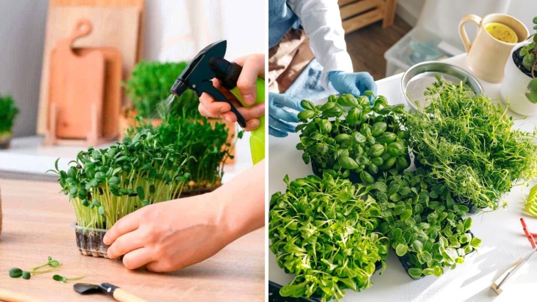 Grow Healthy Sprouts & Microgreens at Home: Fast, Easy, and Nutritious!