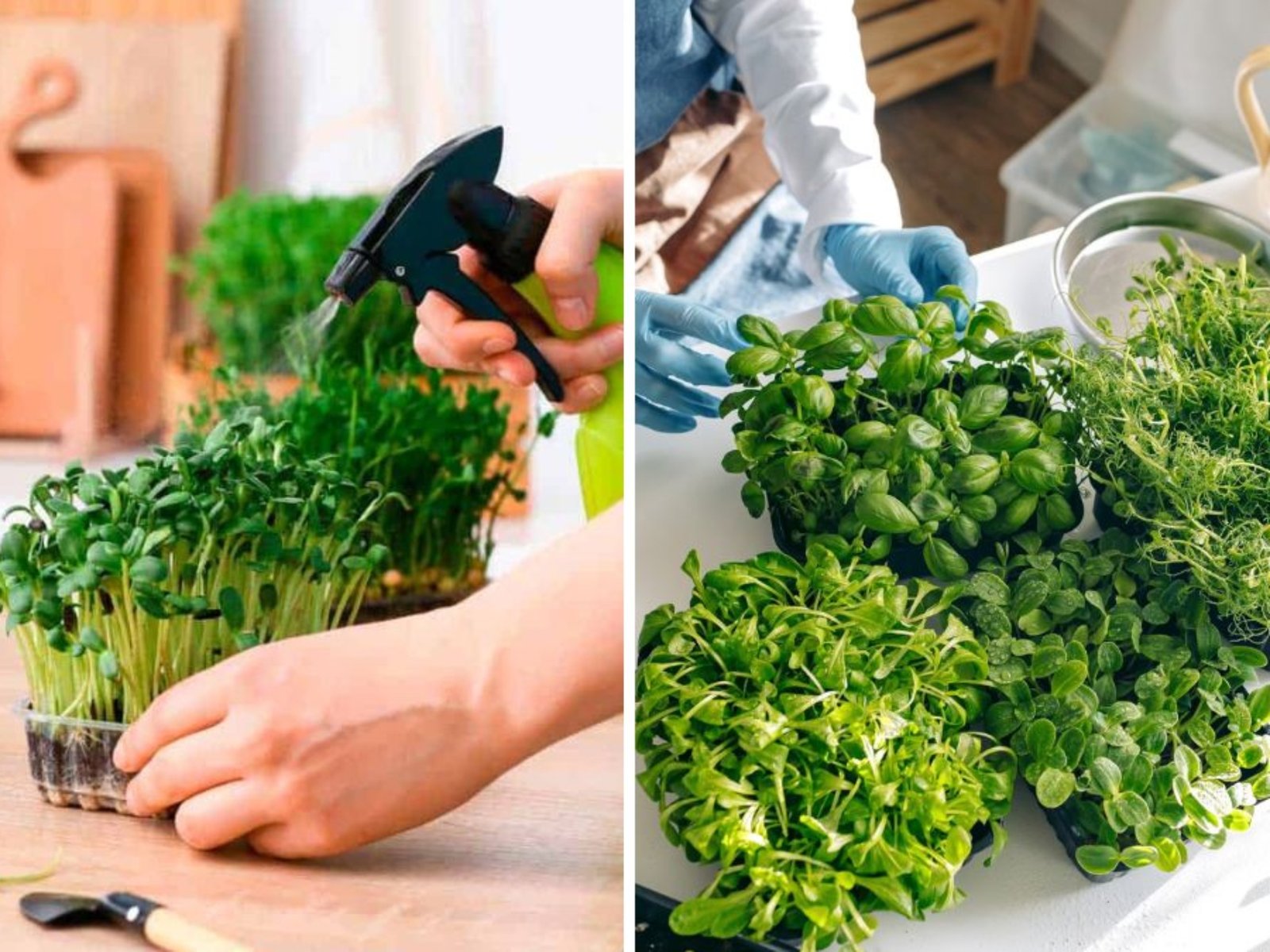 Grow Healthy Sprouts & Microgreens at Home: Fast, Easy, and Nutritious!