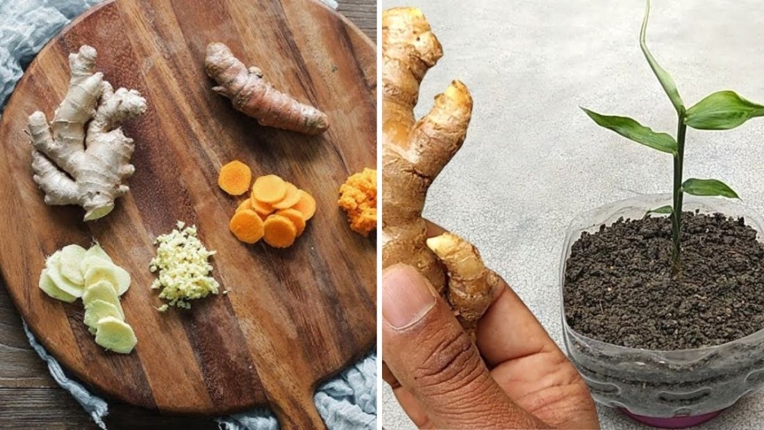 Grow Ginger and Turmeric Together at Home: Easy Tips for a Thriving Spice Box