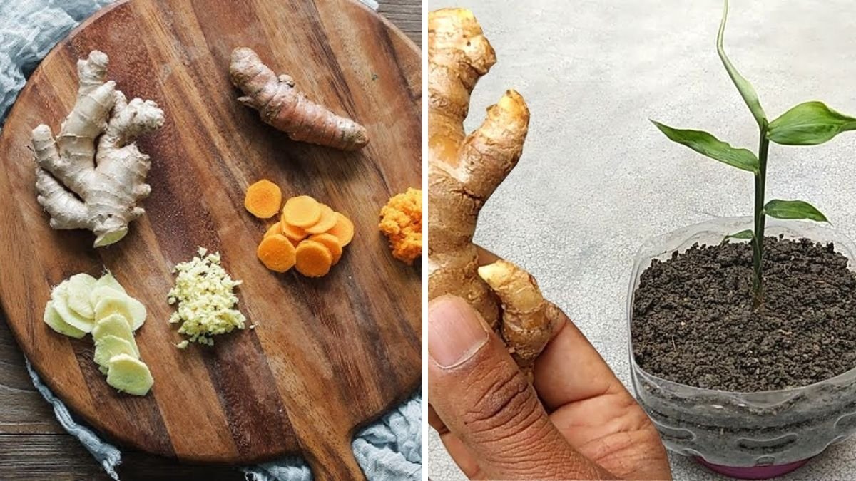 Grow Ginger and Turmeric Together at Home: Easy Tips for a Thriving Spice Box