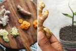 Grow Ginger and Turmeric Together at Home: Easy Tips for a Thriving Spice Box