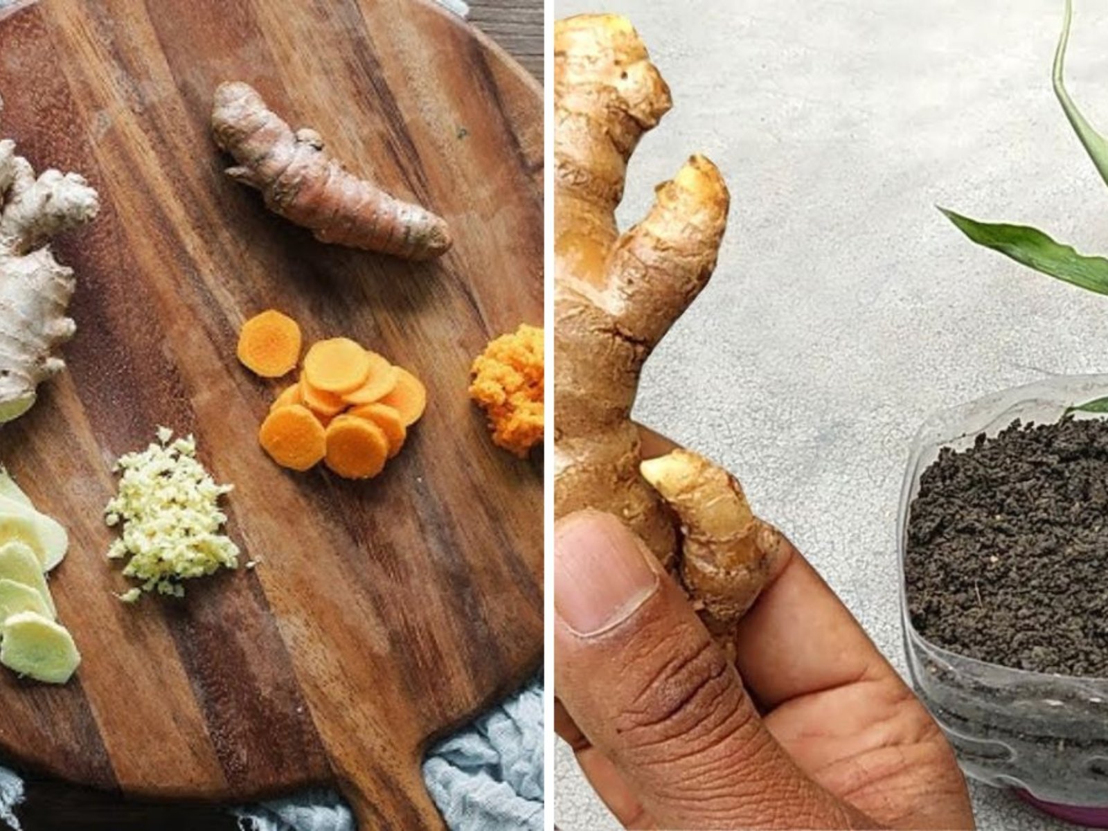 Grow Ginger and Turmeric Together at Home: Easy Tips for a Thriving Spice Box