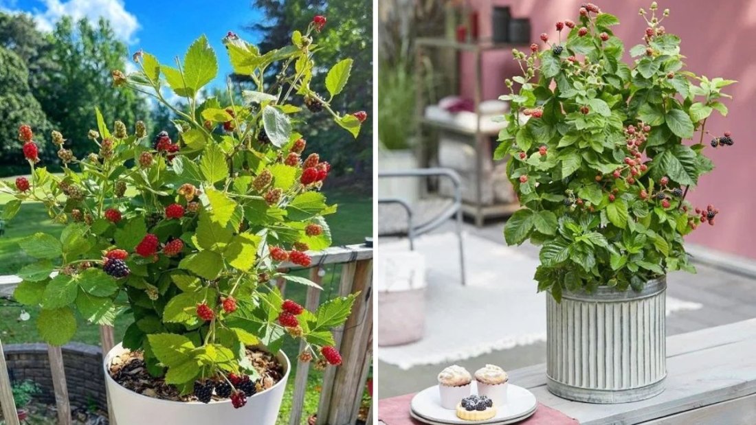 Secrets to Growing Luscious Raspberries and Blackberries in Pots: A Complete Guide for Container Gardening