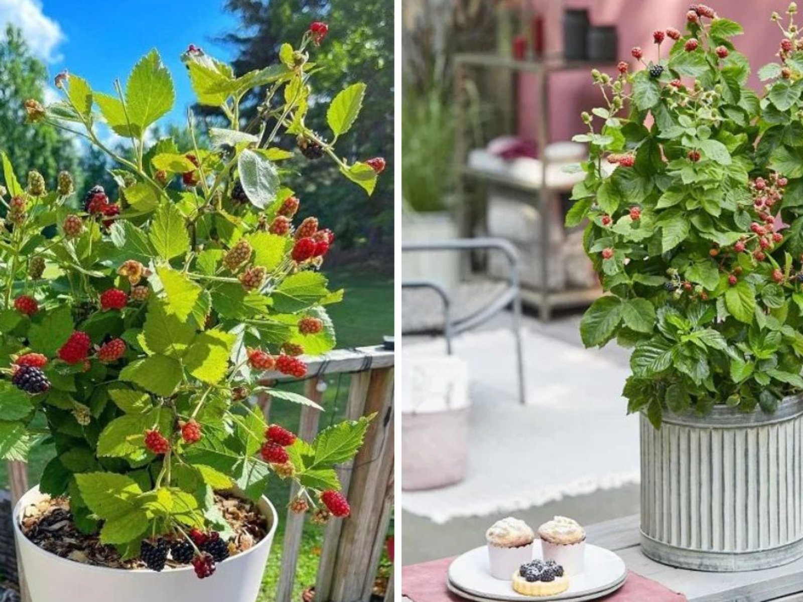 Secrets to Growing Luscious Raspberries and Blackberries in Pots: A Complete Guide for Container Gardening