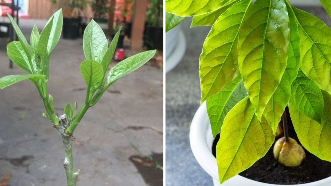 Grafting Avocados at Home: Step-by-Step Guide to Growing Healthy, High-Yield Trees