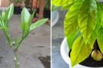 Grafting Avocados at Home: Step-by-Step Guide to Growing Healthy, High-Yield Trees