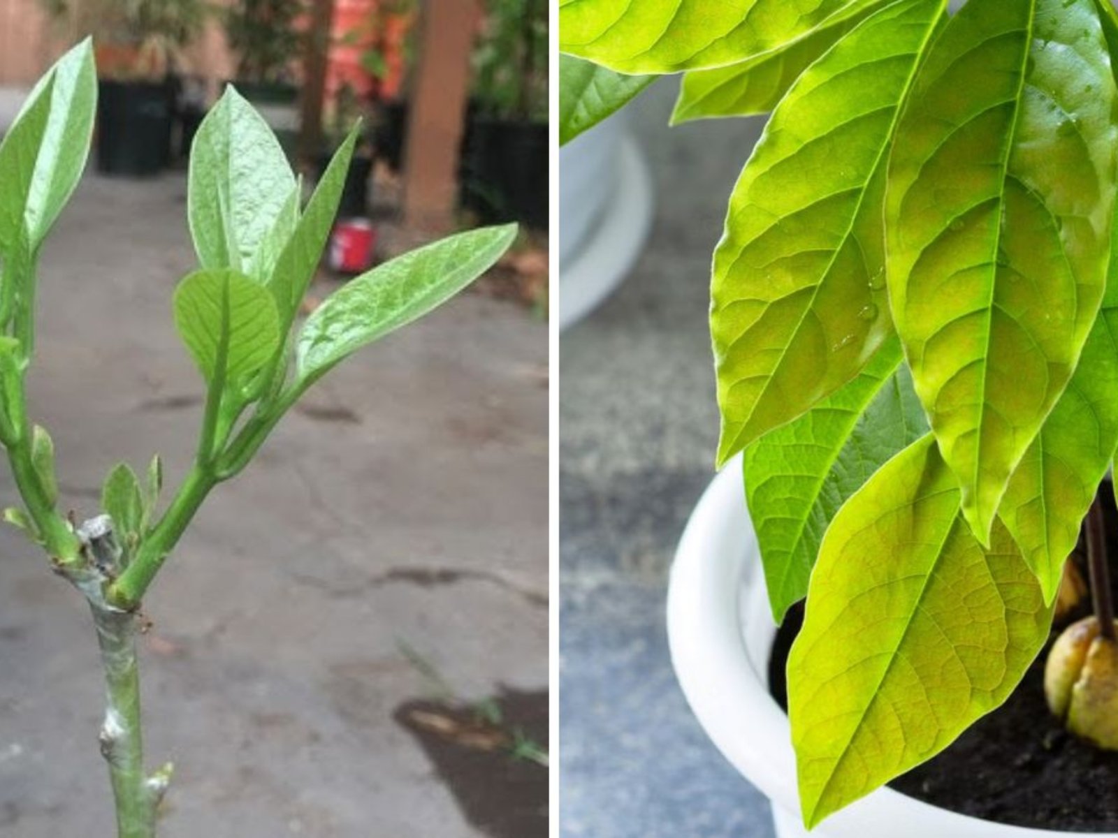 Grafting Avocados at Home: Step-by-Step Guide to Growing Healthy, High-Yield Trees