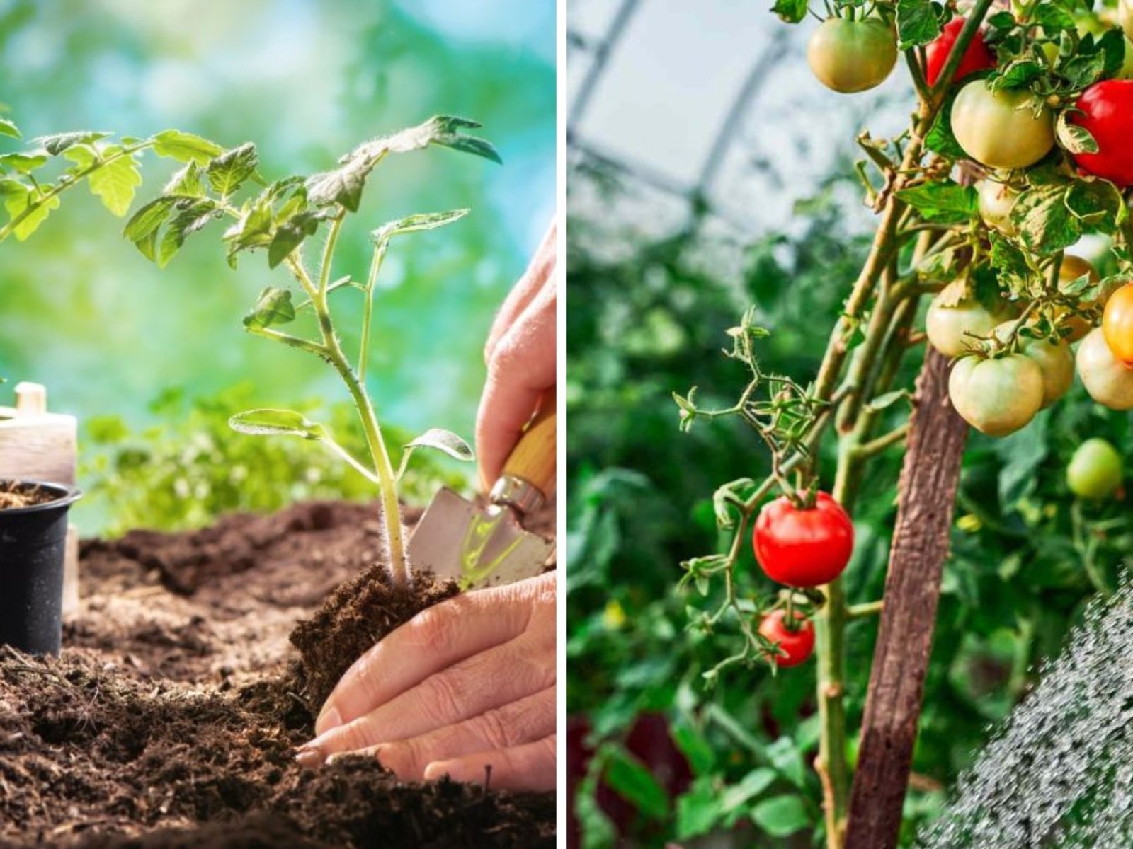 Graft Your Tomatoes Before Planting: Quick and Easy Techniques for Healthier, High-Yield Plants