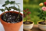 Propagating Roses in Mini Greenhouses: Step-by-Step Guide Using Boxes for Perfect Growth
