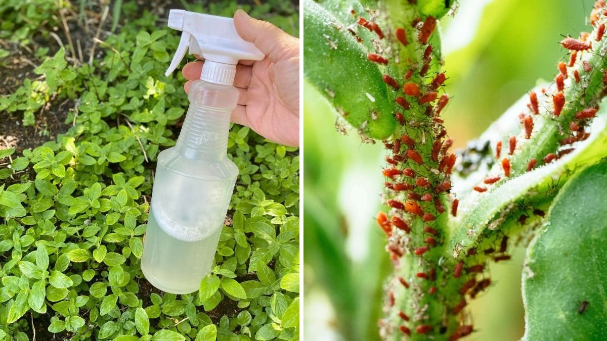 Effective Home Remedies to Control Aphids and Ants on Your Plants Naturally