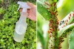 Effective Home Remedies to Control Aphids and Ants on Your Plants Naturally
