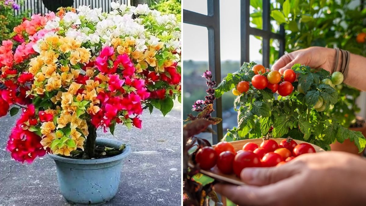 5 Compact Plants for Apartment Balconies: The Perfect Greenery for Small Urban Spaces