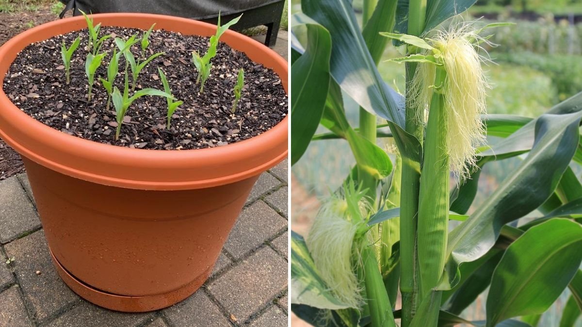Growing Corn in Containers: A Complete Guide with Step-by-Step Updates