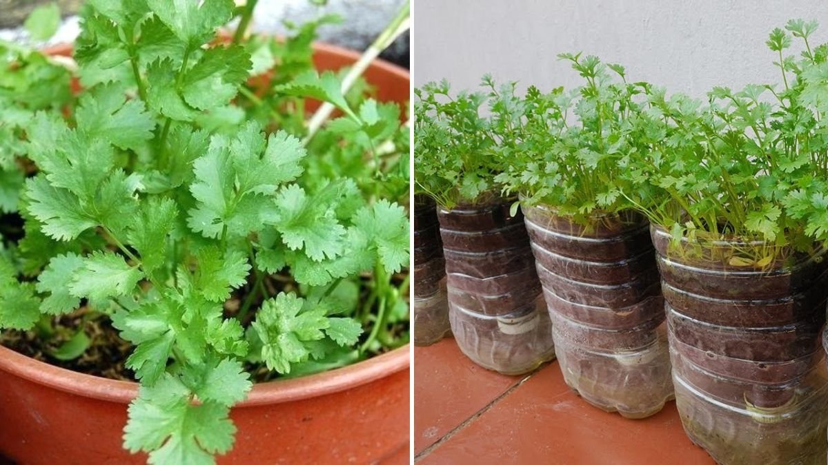 Grow Coriander and Spinach Easily at Home: Step-by-Step Guide with Full Updates and Results