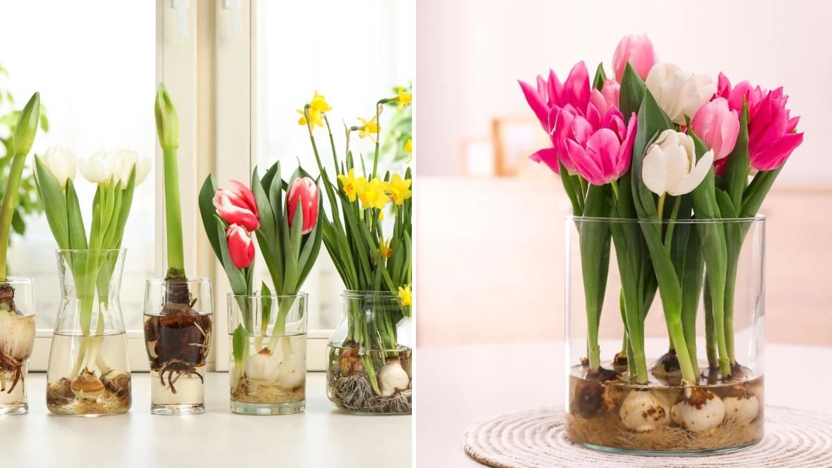 Grow Flower Bulbs Like a Pro: Step-by-Step Guide with Full Updates and Results