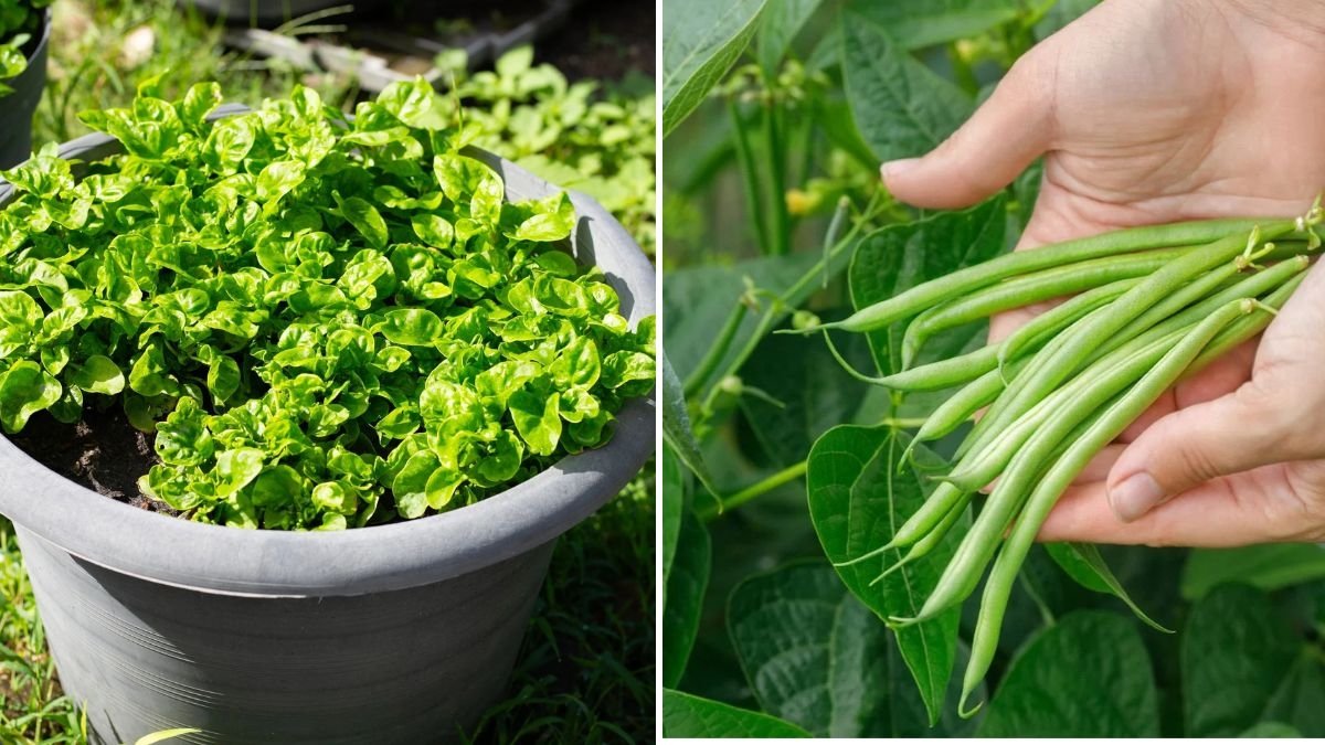 6 Vegetables That Thrive on a Sunny Balcony (A Complete Guide for Small-Space Gardeners)