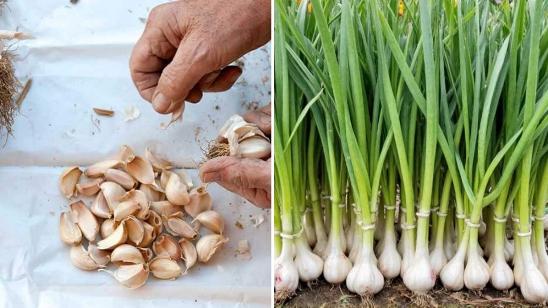 How to Grow Garlic Easily from a Single Clove