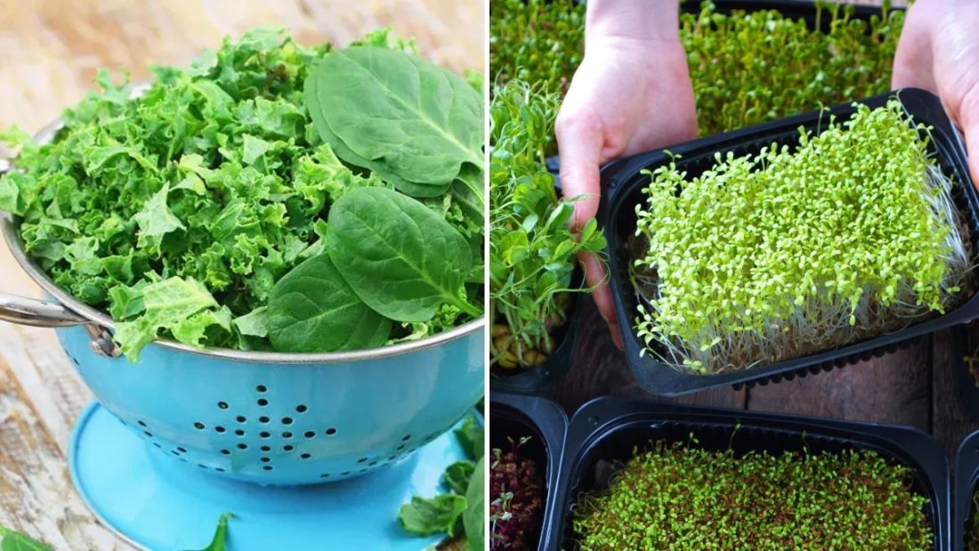 5 Vegetables That Can Be Grown Indoors Year-Round (Beginner-Friendly Guide)