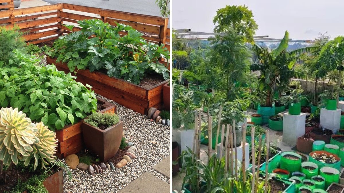 How to Start an Organic Kitchen Garden on Your Terrace (A Complete Beginner’s Guide)